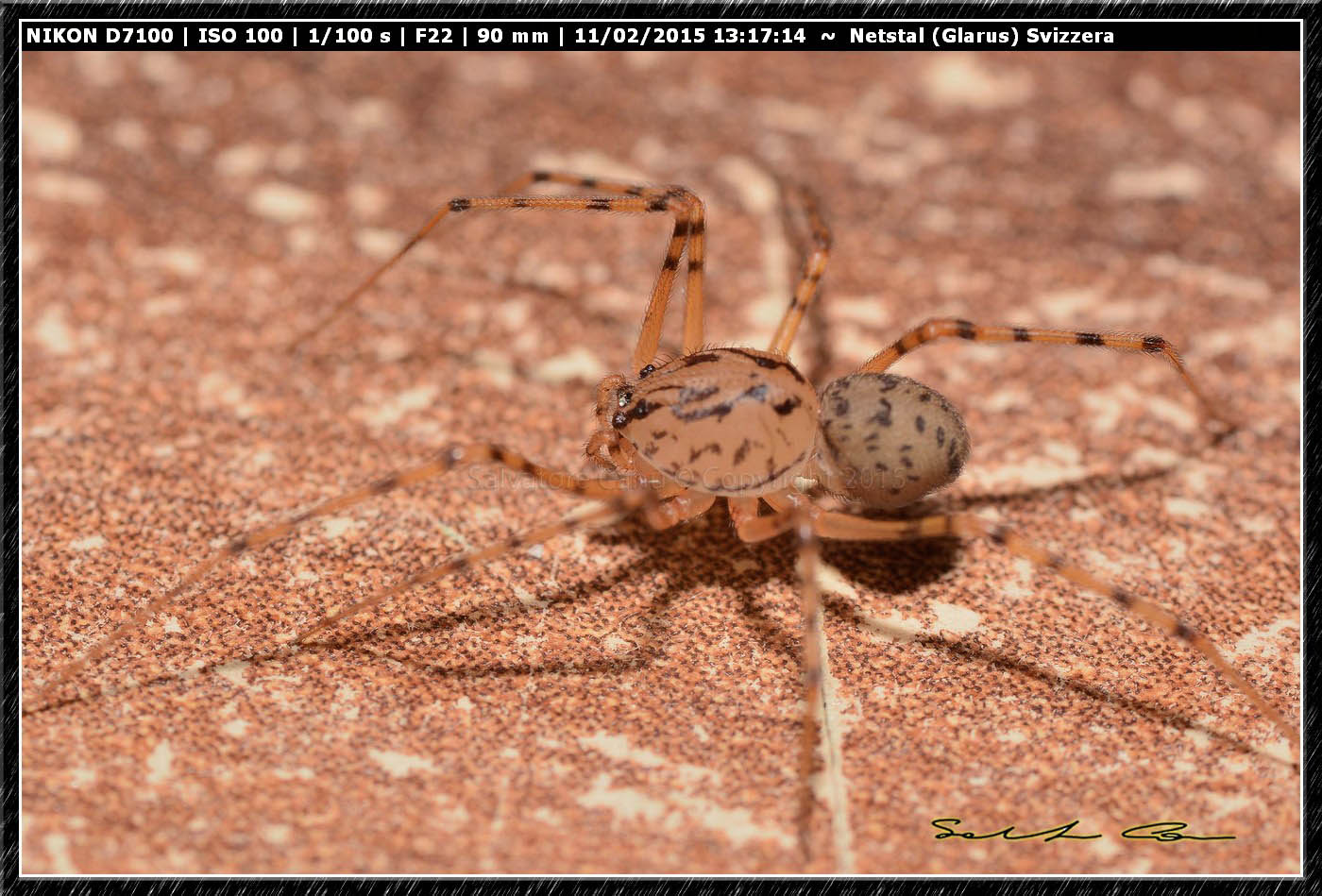 Scytodes sp. - Cagliari